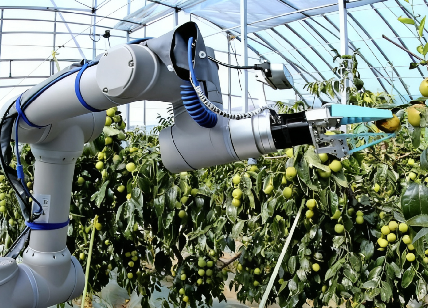 农业采摘视觉感知方案